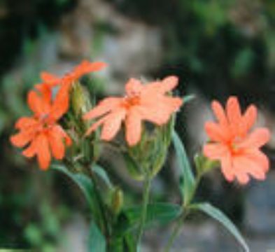 Lychnis Fulgens Extract